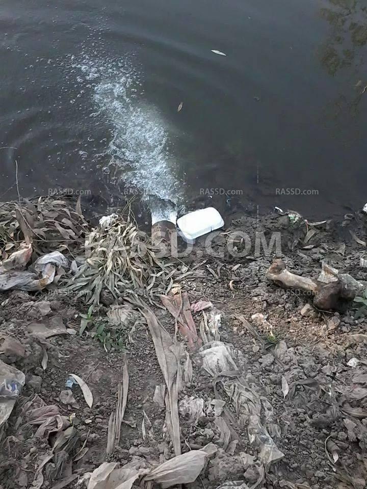 كارثة إنسانية.. الصرف الصحي يروي الأراضي الزراعية بالسنطة