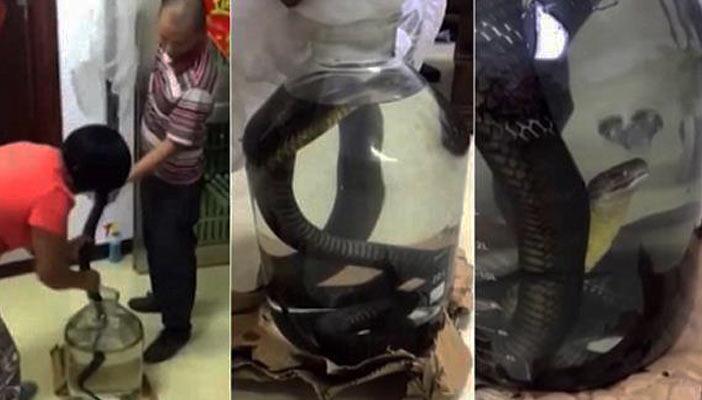 بالفيديو.. تعذيب أفعى يحصد 340 مليون مشاهدة