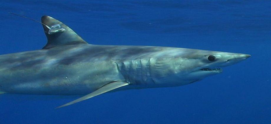 دمياط ترفع الطوارئ بسبب ظهور أسماك القرش على شواطئها
