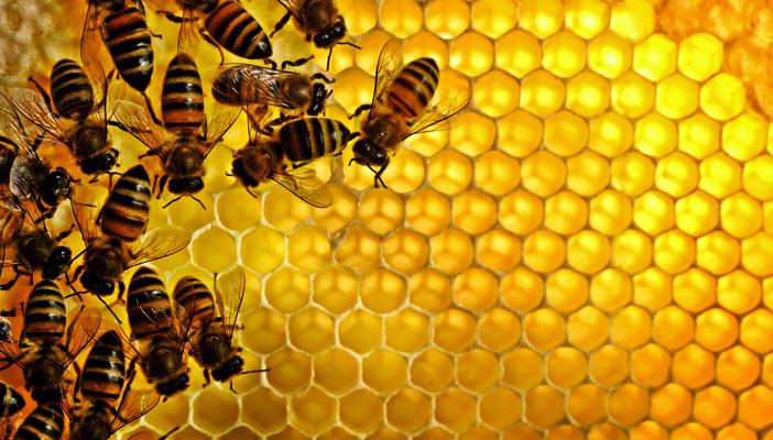 بالفيديو.. حقائق مُدهشة عن “النحل” أكثر الكائنات تنظيمًا