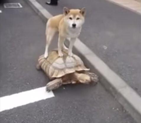 فيديو | صداقة نادرة بين كلبٍ وسلحفاة