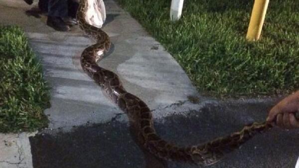 ظهور ثعبان بطول 2 متر يتجول بوحدة غسيل الكلى بتأمين مدينة نصر