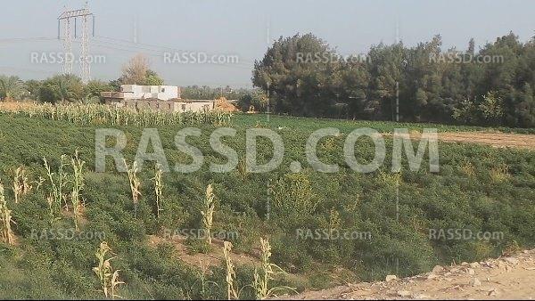 أرض أسيوط بلا سماد..والفلاح ضحية