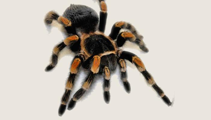 “العنكبوت الذئب” يتسبب في تأجيل رحلة جوية بأميركا