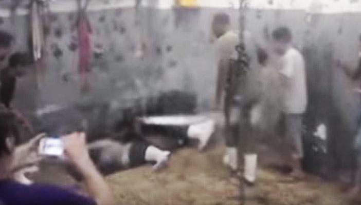 بالفيديو.. “عجل” يتسبب في هبوط أرضي أثناء ذبحه بباب الشعرية