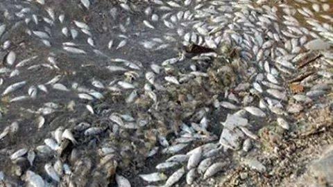 الأسماك النافقة تغطى سطح مياه النيل في البحيرة