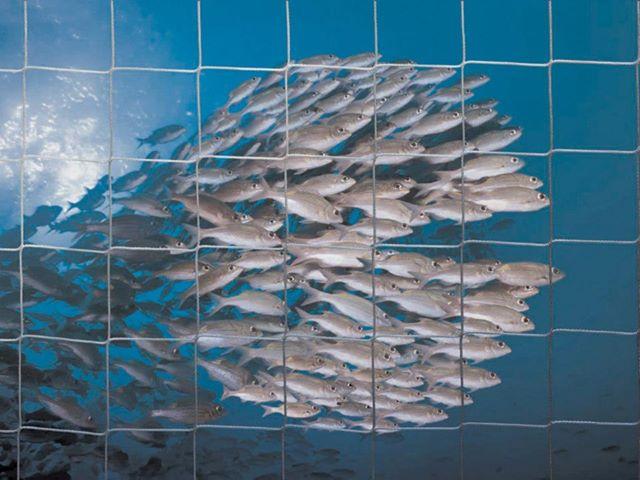 مركز قطري لدعم الاستزراع السمكي بـ 63 مليون دولار