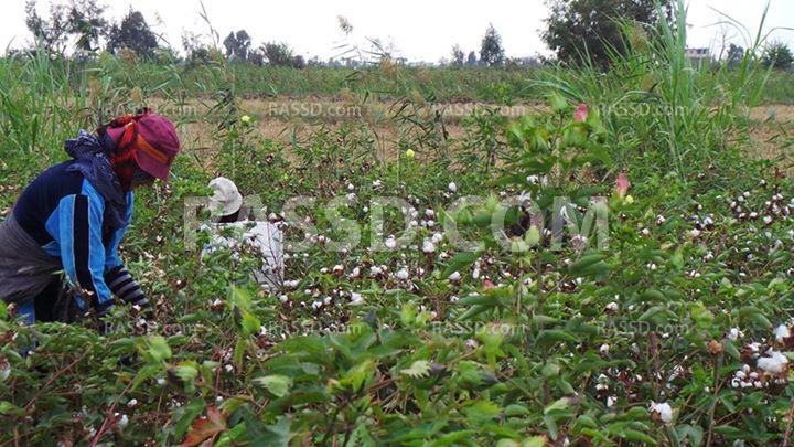 فلاحو دمياط: “نولع في القطن أحسن ما نبيعه بالخسارة”