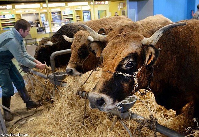 الانقلاب يواصل التسول.. 19 ألف رأس ماشية جديدة من الإمارات