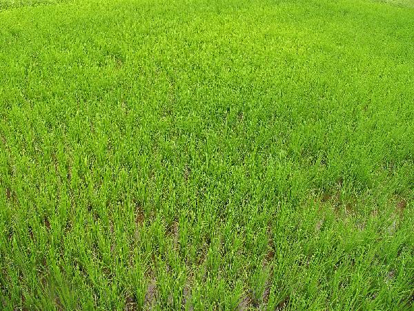 المجموعة الاقتصادية:يوجد فائض يسمح بتصدير الأرز