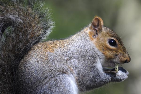 في زمن الانقلاب.. اعمل نفسك سنجاب!