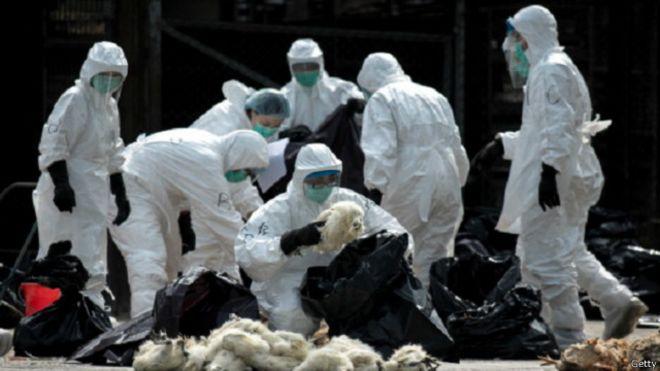 اجتماع طارئ للمفوضية الأوروبية بعد اكتشاف انفلونزا الطيور بهولندا