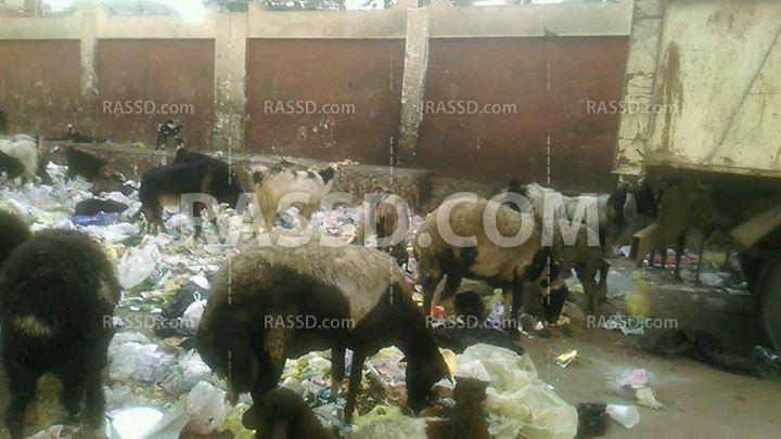 مدارس حي السادات في أسيوط..  مرتع للحيوانات وتجار الخردة