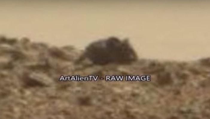 بالفيديو.. “ناسا” تلتقط صورًا لفأر كبير على كوكب المريخ