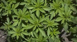 شرطة بريطانيا تعثر على مصنع مواد مخدرة قرب إحدى مقراتها