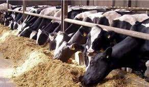 منظمة: وزارة الزراعة تستورد عجول  مصابة بالكابريبوكس