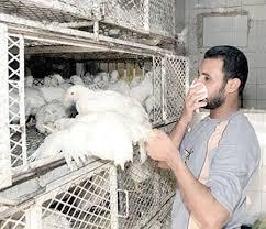 إصابة 4 معلمين بأنفلونزا الطيور