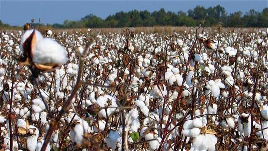 تراجع صادرات القطن المصري 6.8%