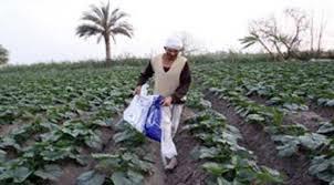 فلاحو المنوفية:”السماد سعره عالي والمحصول برخص التراب”